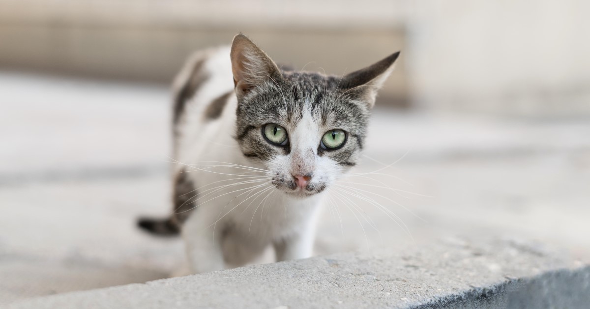 What to feed shop a starving kitten